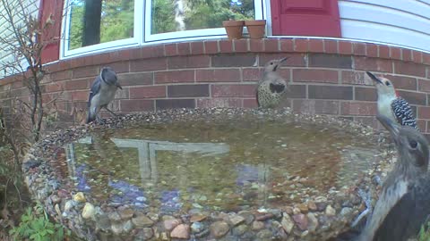 Birdbath party