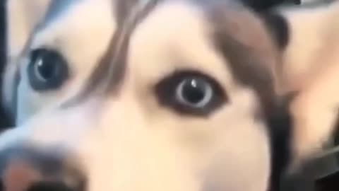my dog say i love you