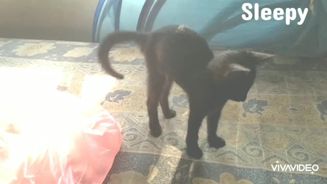 My kitten is too lazy