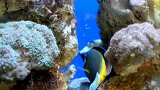 Live Coral Reef Aquarium Relaxing 247 - Live Coral Reef Aquarium With Water Sound 24/7