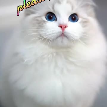 beautiful Cat videos