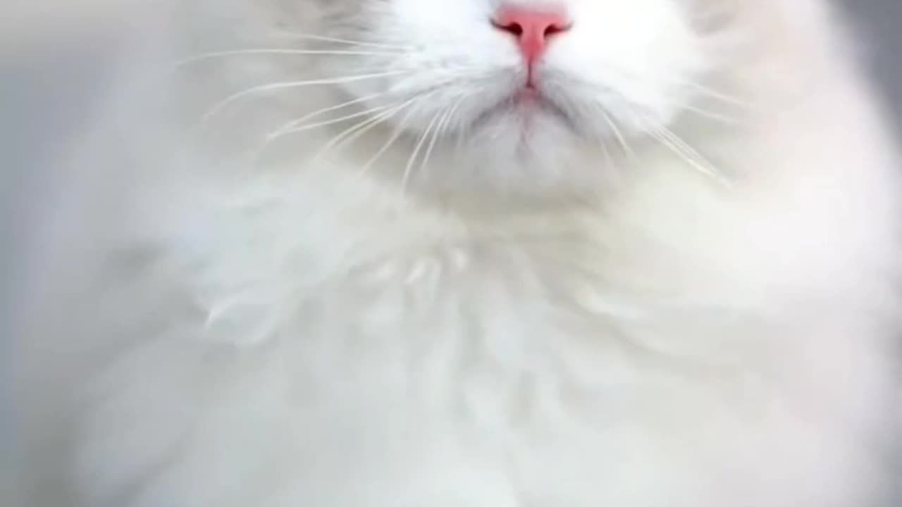 beautiful Cat videos