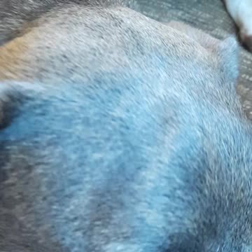 Tucker Carlson UP CLOSE with Claire Bear 🐻 and Me