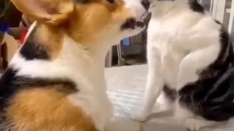Try to don't laugh