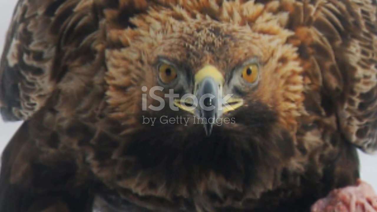 Deadly Golden Eagle Attack #animals #goldeneagle