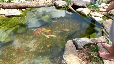 BABY DOLPHINS IN FRESHWATER HOME AQUARIUM