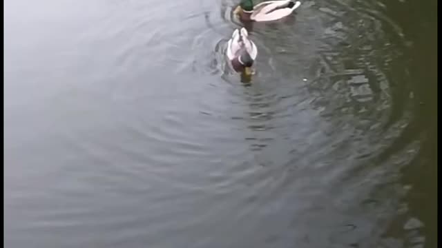 Feeding ducks