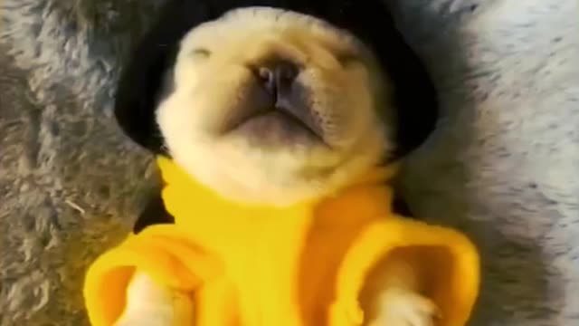 🐶 Cute Puppy video ❤️ | Funny Puppy Video 🤣