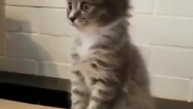 this kitten is so polite _ cute kitten funny video