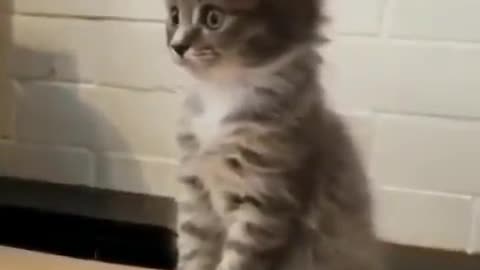 this kitten is so polite _ cute kitten funny video