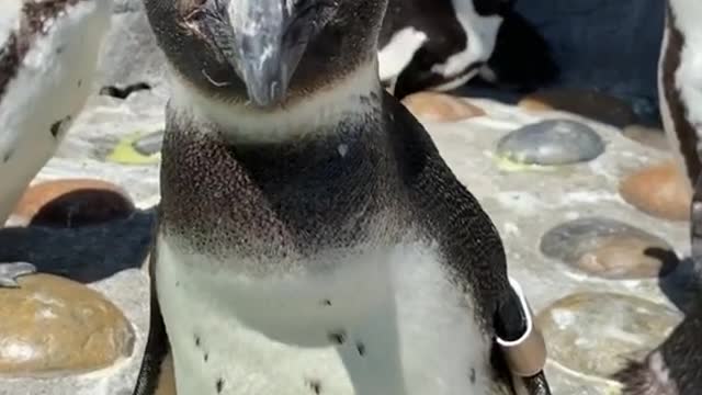 penguin#cute#cuteanima