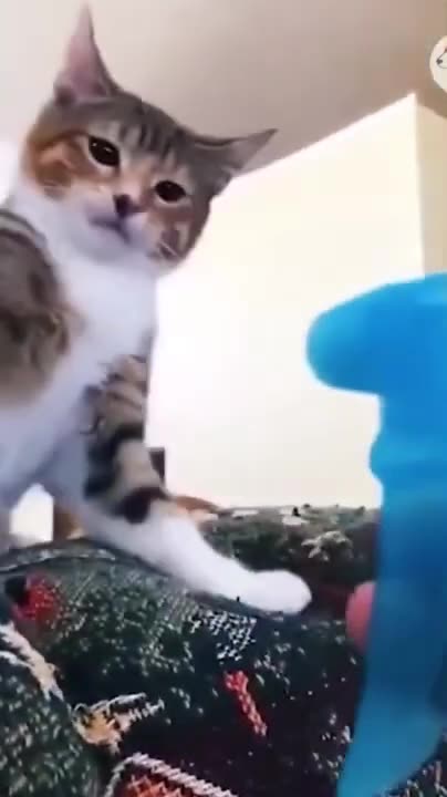 New funny videos 2024 #funny all