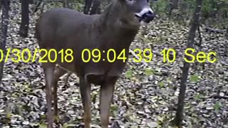 Nov Rut 2018