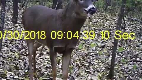 Nov Rut 2018