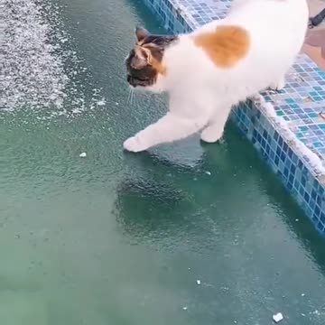 My cat 🐈 didn't know how a frozen pool look