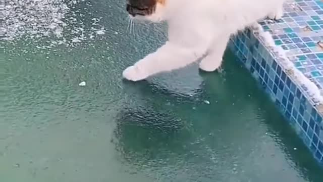 My cat 🐈 didn't know how a frozen pool look