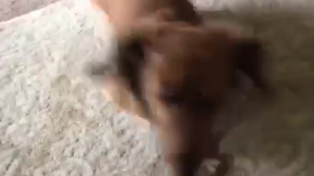 Brown dog running quickly and running away from owner