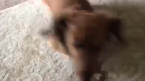 Brown dog running quickly and running away from owner