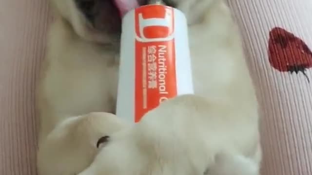 Funny habit puppy