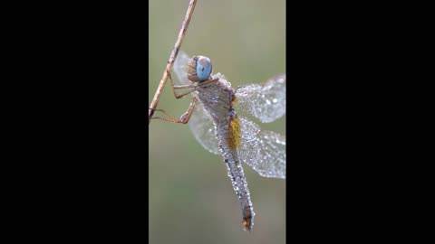 Autumn morning of dragonflies.