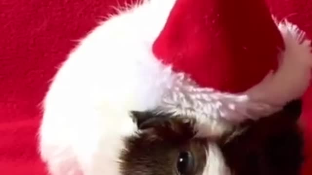 Christmas 👉 Funny Dogs 🐶🐕 Funny Cats 🐱🐈 Funny monkey 🐵🐒 Funny Animals 🐿️🐓🦜 please Subscribe