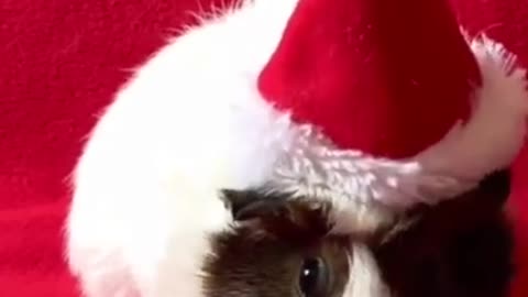 Christmas 👉 Funny Dogs 🐶🐕 Funny Cats 🐱🐈 Funny monkey 🐵🐒 Funny Animals 🐿️🐓🦜 please Subscribe