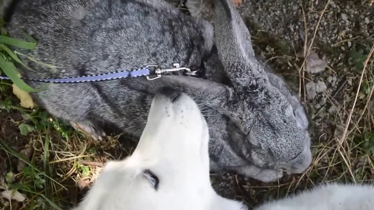 Husky instantly falls in love with pet bunny