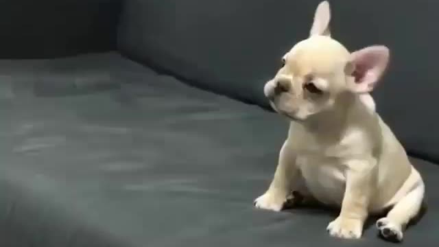 Excited dogs