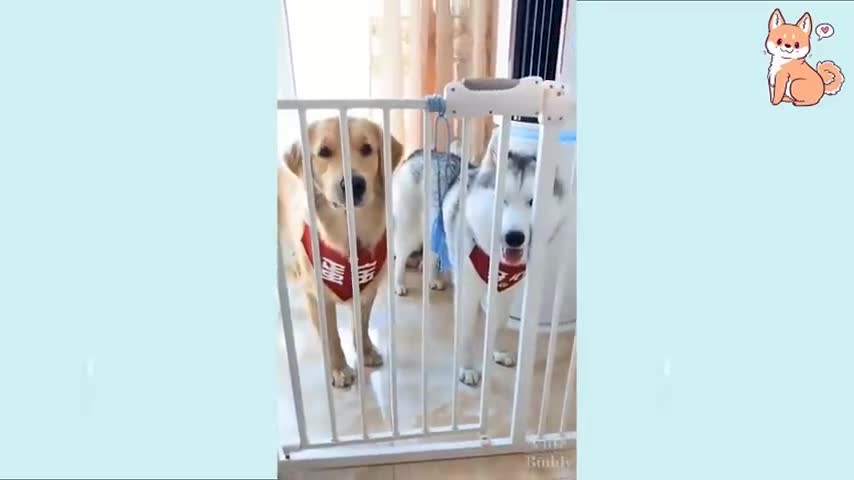 Cute and fun puppies