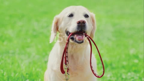 Why Labrador Retrievers Are the Best Choice for First Time Dog Owners