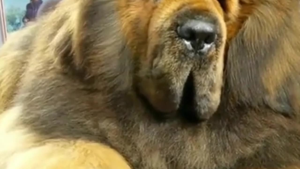 World`s Biggest & Deadliest Dog