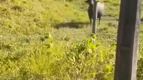 Beautiful buffalos during the trip to the waterfall