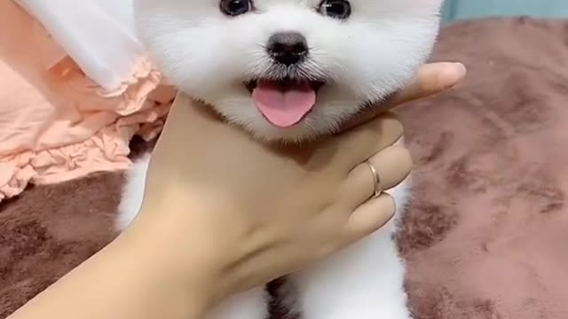 White cute puppy tiktok