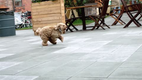 DOG FINDING THE OWNER