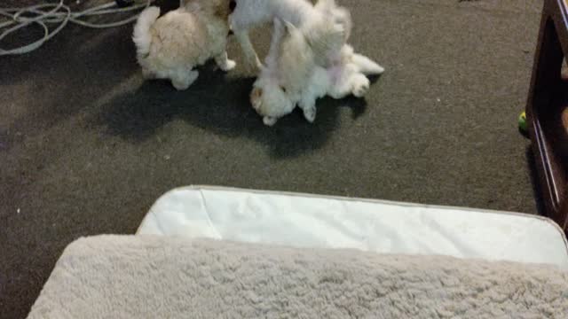 Six week old female mini poodle puppies