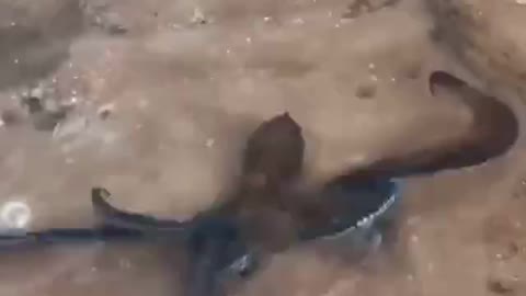 An octopus's defensive reaction