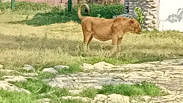 Lioness roar in the zoo || Funny