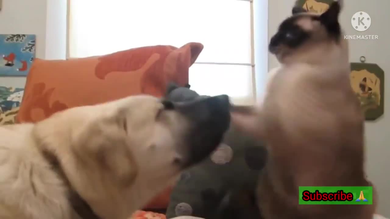 Dogs&cats 1 minute video #1 - Best funny animal