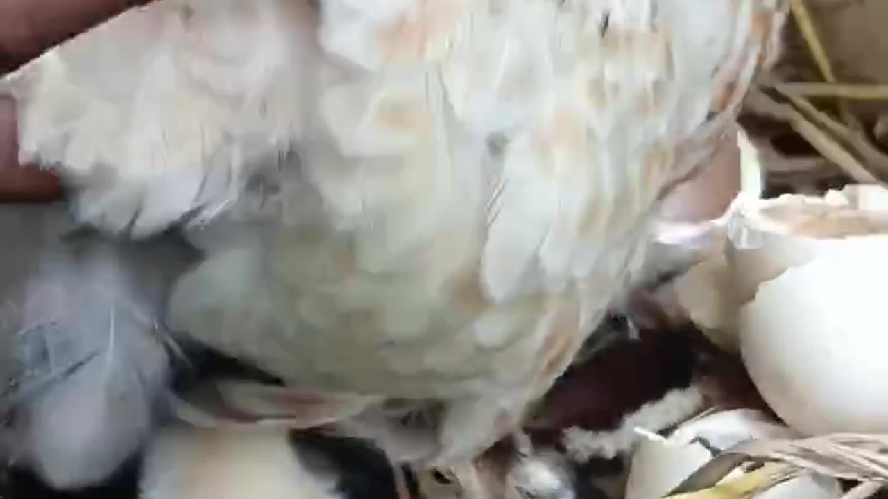 Beautiful chicken 🐓 trending video