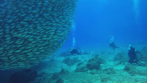 underwater world aquarium fish daiving