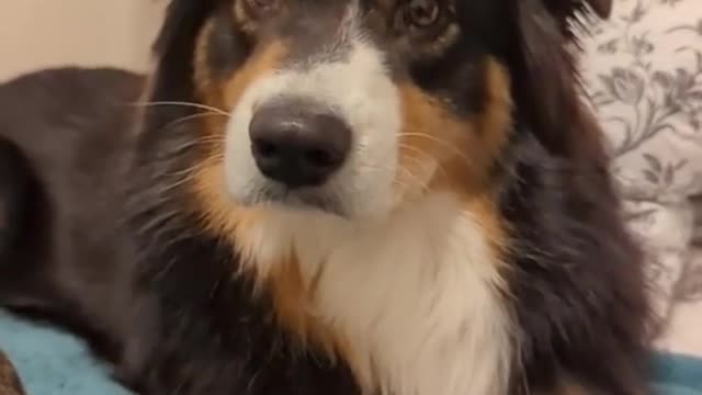 Cute Dog