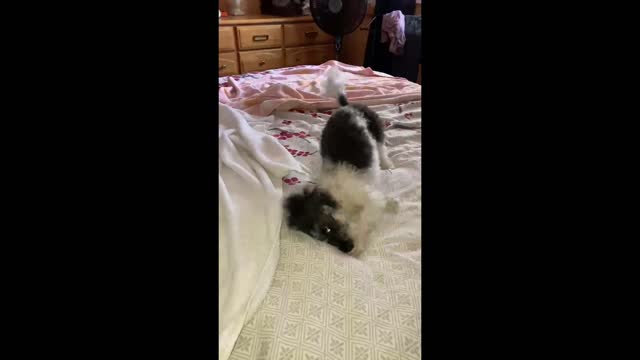 Lucky the Poodle goes BERSERKER AGAIN!!!!!!!