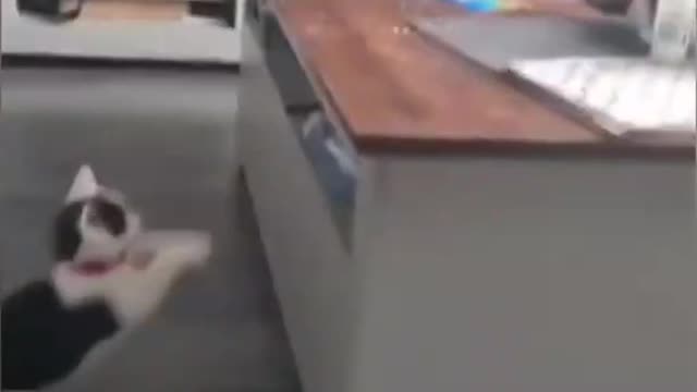 Funny fail animals :)))