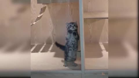 Cat on Action