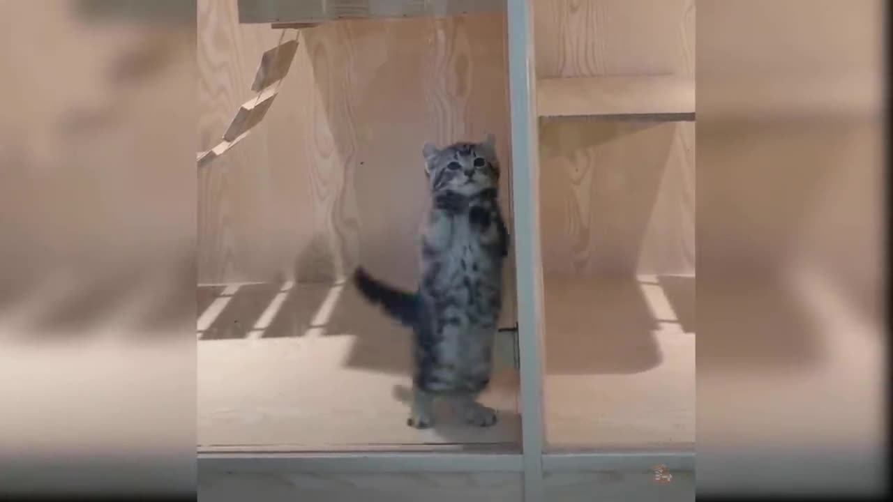 Cat on Action