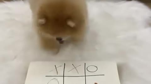 Baby Dogs / Cute And Funny Video