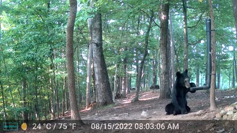 The Woods – 08/15/2022 Bear