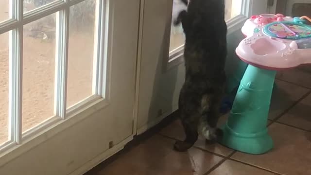 This kitten is desperate to go outside.