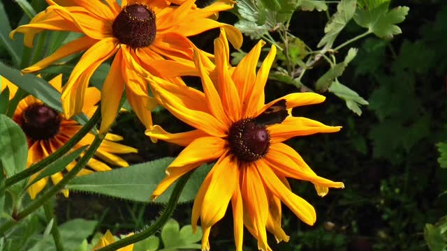 Beautifful flower and cute buterfly natural relaxing