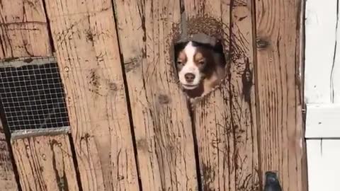 Two brown white dogs greet owner through brown fence